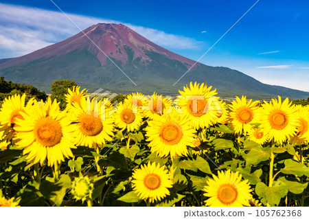 "Yamanashi Prefecture" Mt. Fuji in summer and a sunflower field in full bloom, Hana no Miyako Park 105762368