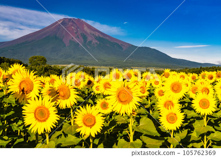 "Yamanashi Prefecture" Mt. Fuji in summer and a sunflower field in full bloom, Hana no Miyako Park "Yamanashi Prefecture" Mt. Fuji in summer and a sunflower field in full bloom, Hana no Miyako Park 105762369