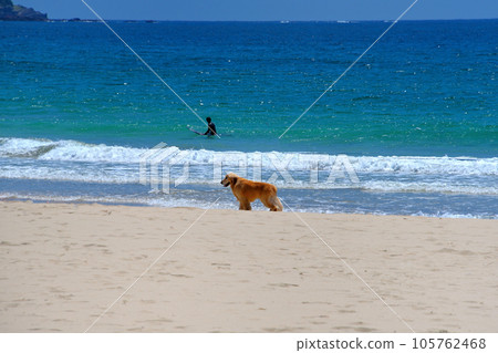 Izu Peninsula, Minamiizu, Iritahama, surfing with a dog waiting on a beach like an overseas resort Shimoda City, Shizuoka Prefecture Izu Peninsula, Minamiizu, Iritahama, surfing with a dog waiting on a beach like an overseas resort Shimoda City, Shizuoka Prefecture 105762468