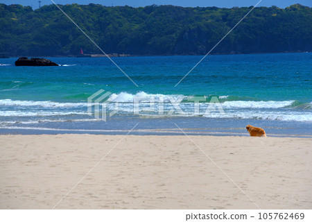 伊豆半島、南伊豆、入濱、讓人想起海外度假勝地的優雅海灘、靜岡縣下田市的狗風景(2) 伊豆半島、南伊豆、入濱、讓人想起海外度假勝地的優雅海灘、靜岡縣下田市的狗風景(2) 105762469