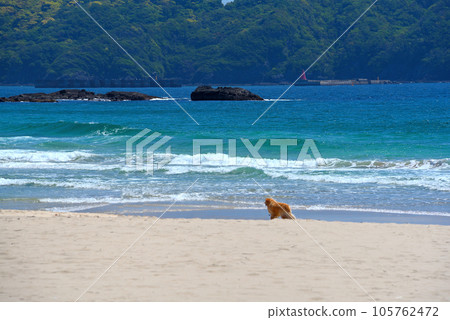 伊豆半島、南伊豆、入濱、讓人想起海外度假勝地的優雅海灘、靜岡縣下田市的狗風景 (5) 105762472