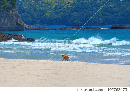 Izu Peninsula, Minamiizu, Iritahama, an elegant beach reminiscent of an overseas resort, scenery with dogs Shimoda City, Shizuoka Prefecture (8) Izu Peninsula, Minamiizu, Iritahama, an elegant beach reminiscent of an overseas resort, scenery with dogs Shimoda City, Shizuoka Prefecture (8) 105762475