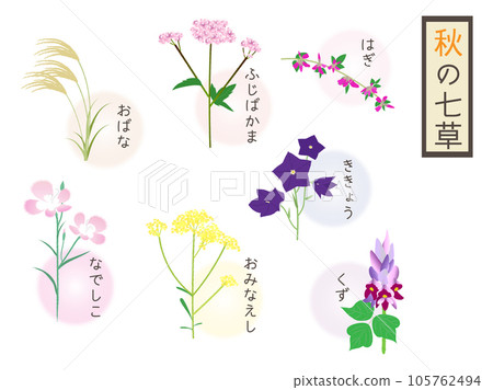 Illustrations and letters of the seven herbs of autumn Illustrations and letters of the seven herbs of autumn 105762494