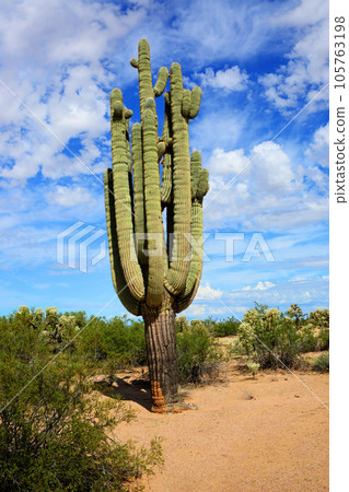Sonora Desert Arizona Sonora Desert Arizona 105763198