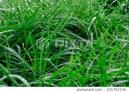 Close up of fresh thick grass with water drops in the early morning. Closeup of lush uncut green grass with drops of dew in soft morning light 105763336