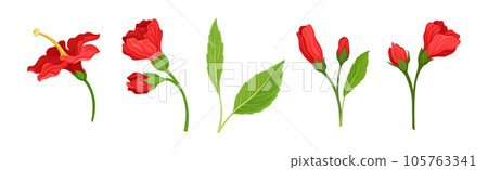 Tropical Red Hibiscus Flower with Green Leaf and Stem Vector Set Tropical Red Hibiscus Flower with Green Leaf and Stem Vector Set 105763341