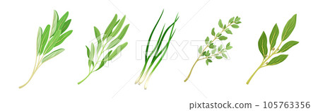 Kitchen Herbs or Potherbs as Spice and Condiment Vector Set Kitchen Herbs or Potherbs as Spice and Condiment Vector Set 105763356
