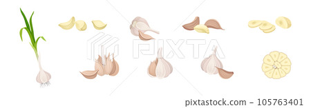 Garlic as Aromatic Healthy Condiment for Food Preparation Vector Set Garlic as Aromatic Healthy Condiment for Food Preparation Vector Set 105763401