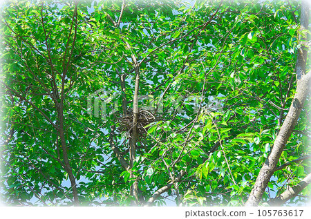 Leaves of cherry blossoms shining in the blue sky and bird's nest traces hidden in the center (illustration style) Leaves of cherry blossoms shining in the blue sky and bird's nest traces hidden in the center (illustration style) 105763617