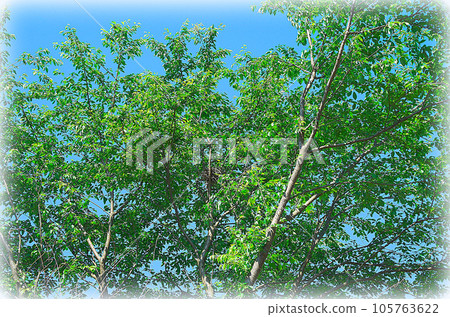 Leaves of cherry blossoms shining in the blue sky and bird's nest traces hidden in the center (illustration style) Leaves of cherry blossoms shining in the blue sky and bird's nest traces hidden in the center (illustration style) 105763622