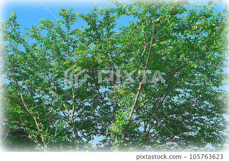 Leaves of cherry blossoms shining in the blue sky and bird's nest traces hidden in the center (illustration style) Leaves of cherry blossoms shining in the blue sky and bird's nest traces hidden in the center (illustration style) 105763623