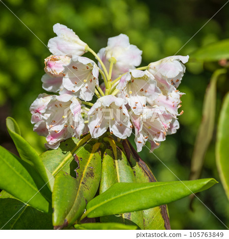 Rhododendron rhododendron that blooms cute pale pink flowers Rhododendron rhododendron that blooms cute pale pink flowers 105763849