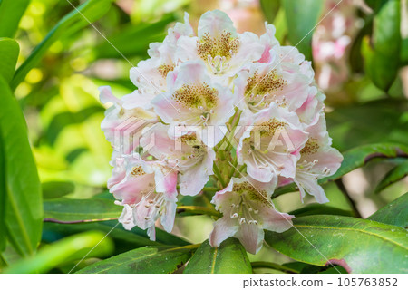 杜鵑花 開著可愛的淡粉色花朵的杜鵑花 105763852