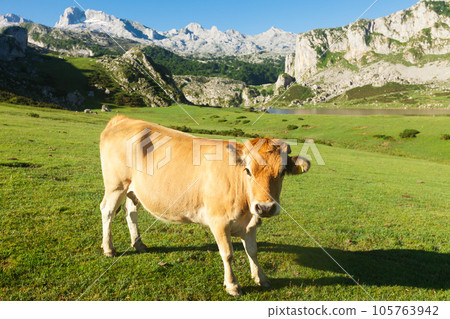 mountain cow sits on a lawn in a national park mountain cow sits on a lawn in a national park 105763942