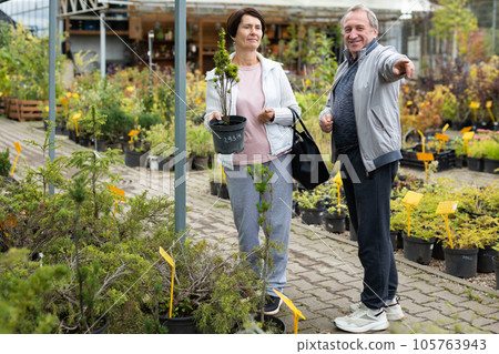 Elderly couple chooses plants and shrubs in pots Elderly couple chooses plants and shrubs in pots 105763943
