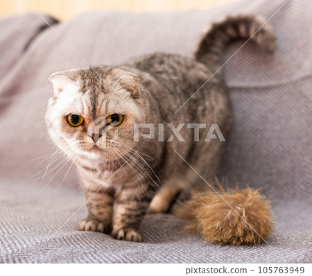 Gray scottish fold posing on gray couch 105763949