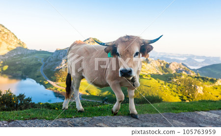 Styrian mountain cow sits on a lawn in a national park at dawn Styrian mountain cow sits on a lawn in a national park at dawn 105763959