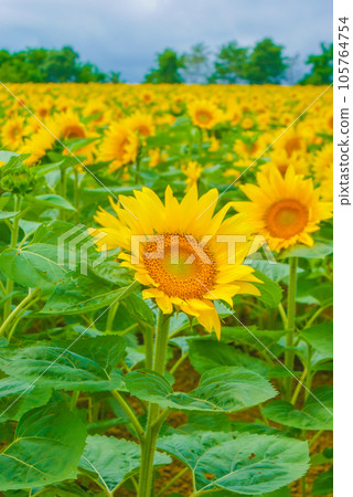 Image of sunflower field 105764754