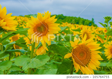 Image of sunflower field Image of sunflower field 105764755
