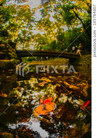 漂浮在水中的下落的葉子 105764807