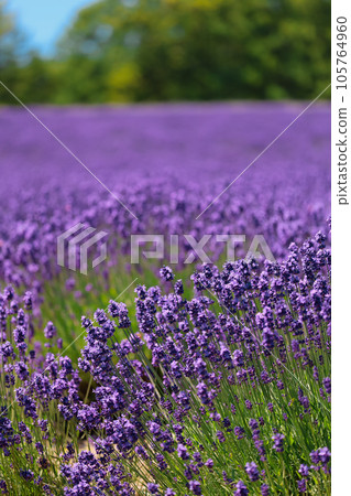 Lavender field in full bloom Lavender field in full bloom 105764960
