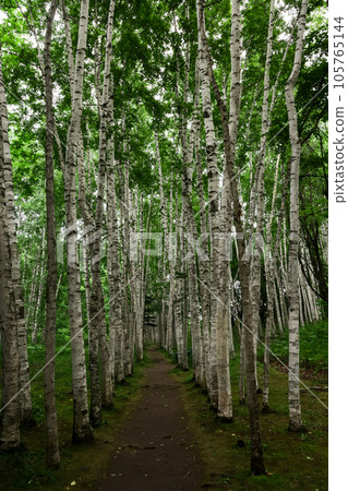 拓真館白樺迴廊 105765144