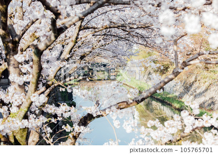 滋賀縣近江八幡市八幡堀的櫻花 105765701