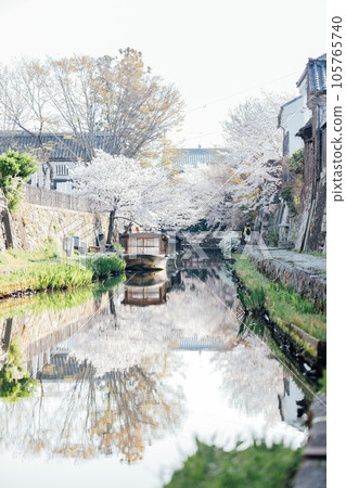 Cherry blossoms at Hachimanbori, Omihachiman City, Shiga Prefecture Cherry blossoms at Hachimanbori, Omihachiman City, Shiga Prefecture 105765740
