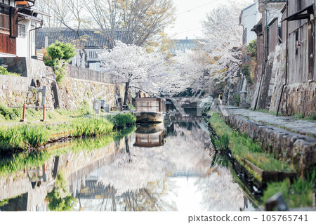 Cherry blossoms at Hachimanbori, Omihachiman City, Shiga Prefecture 105765741