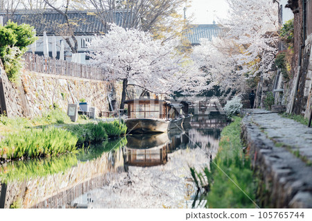 Cherry blossoms at Hachimanbori, Omihachiman City, Shiga Prefecture 105765744