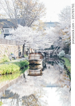 Cherry blossoms at Hachimanbori, Omihachiman City, Shiga Prefecture 105765781