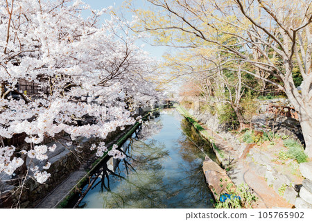 Cherry blossoms at Hachimanbori, Omihachiman City, Shiga Prefecture 105765902