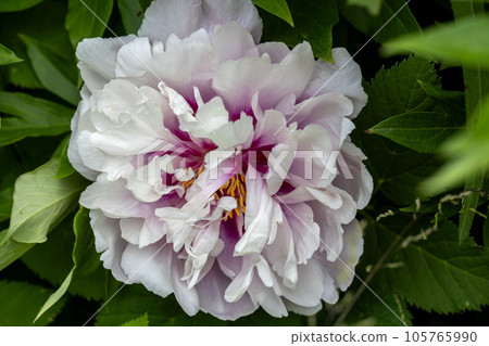 Paeonia 'Cora Louise' is a perennial plant with white and magenta flowers 105765990
