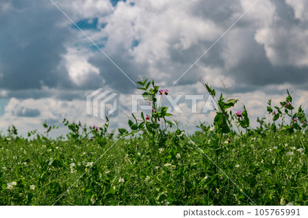 pea plants during flowering with white petals, an agricultural field where green peas grow 105765991