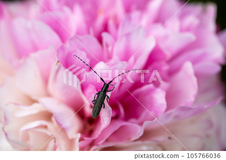 A stem common longhorn beetle crawls over a pink peony flower. A stem common longhorn beetle crawls over a pink peony flower. 105766036
