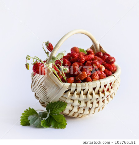 Wild strawberries in a beige basket on a gray background with green leaves, healthy and delicious food Wild strawberries in a beige basket on a gray background with green leaves, healthy and delicious food 105766181