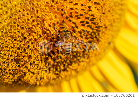 蜜蜂和向日葵 105766201
