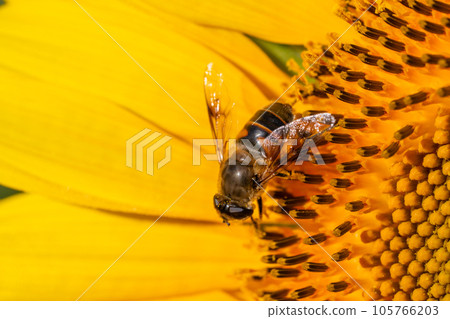 Bee and sunflower 105766203