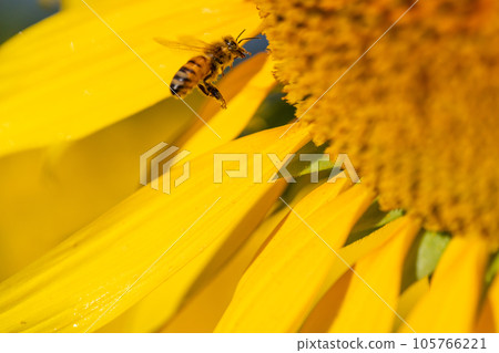Bee and sunflower 105766221