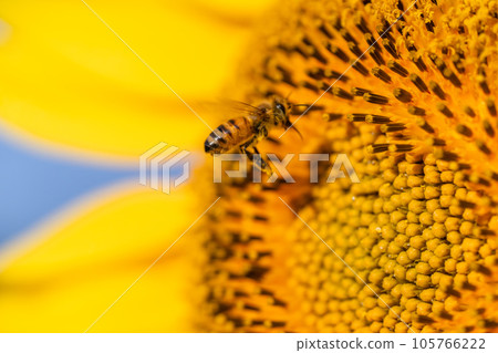 Bee and sunflower 105766222