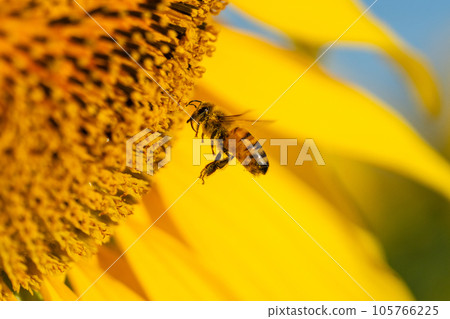 蜜蜂和向日葵 蜜蜂和向日葵 105766225