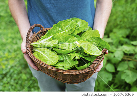 Chard leaves 105766369