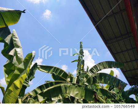 Banana tree and clear sky 105766549