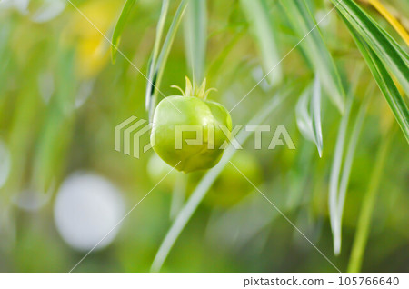 APOCYNACEAE, Thevetia peruviana or Yellow Oleander or Lucky Nut or Lucky Bean or Trumpet Flower or Trumpet Flower seed APOCYNACEAE, Thevetia peruviana or Yellow Oleander or Lucky Nut or Lucky Bean or Trumpet Flower or Trumpet Flower seed 105766640