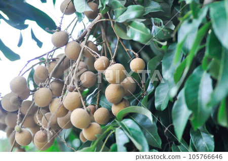 longan, thai fruit or Dimocarpus longan or longan seed longan, thai fruit or Dimocarpus longan or longan seed 105766646
