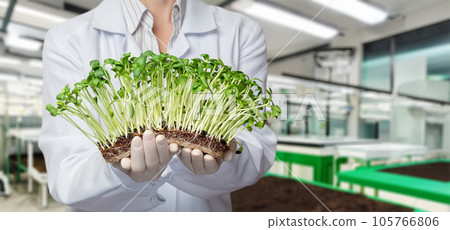 Biotechnologist shows grown plant cultures. Biotechnologist shows grown plant cultures. 105766806