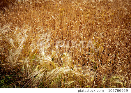 wheat fields in summer, Etretat, Normandy, france wheat fields in summer, Etretat, Normandy, france 105766939