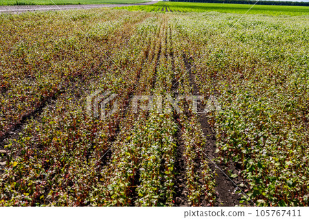 Buckwheat blooms in the field. White flowers. Sky with dark clouds. 105767411