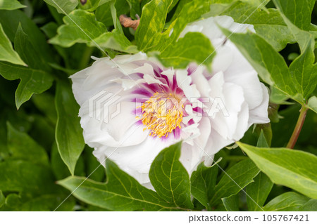 Paeonia 'Cora Louise' is a perennial plant with white and magenta flowers Paeonia 'Cora Louise' is a perennial plant with white and magenta flowers 105767421
