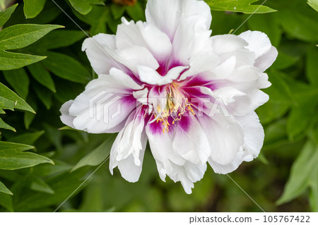 Paeonia 'Cora Louise' is a perennial plant with white and magenta flowers 105767422